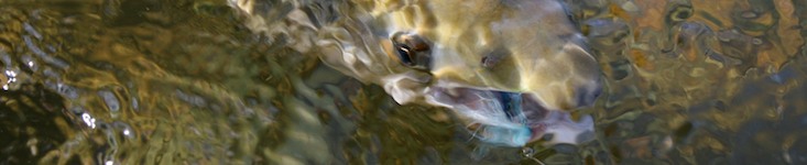 Lachs Orkla, Flyfishing for Salmon